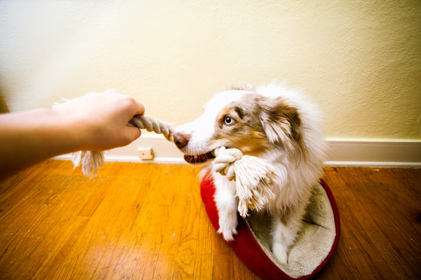顽皮可爱的小狗图片下载