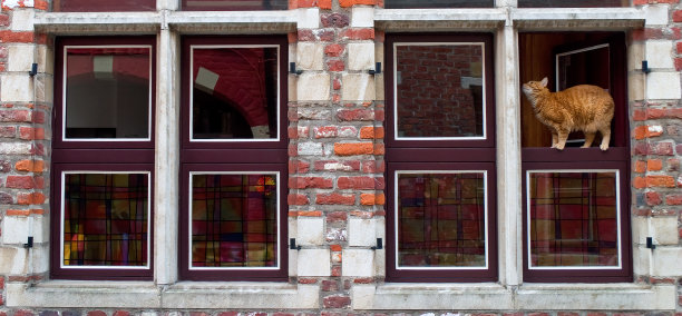 猫在窗户上图片下载