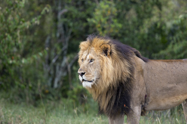 野外环境中的狮子图片下载