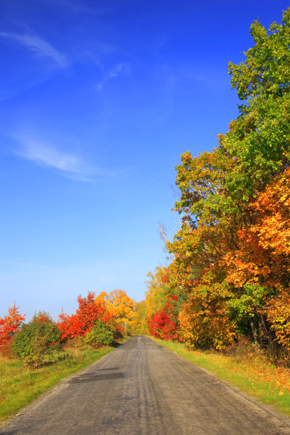 秋景路图片下载