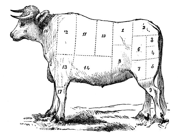 牛身体部分|古董美食插图图片下载