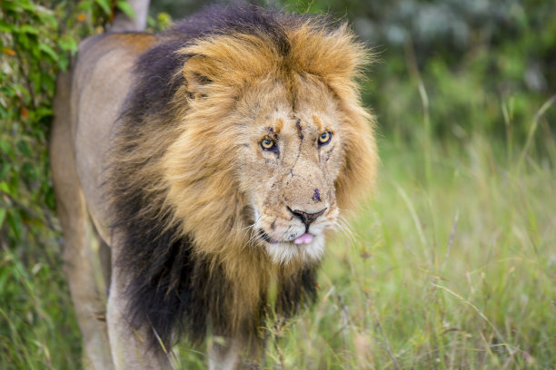 野外环境中的狮子图片下载