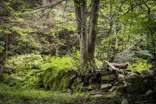 到森林里图片下载
