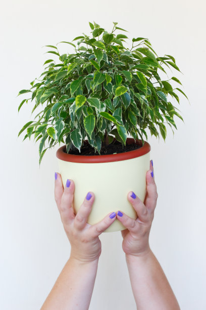 花盆里的树图片下载