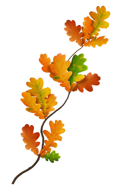 五颜六色的橡树分支图片下载