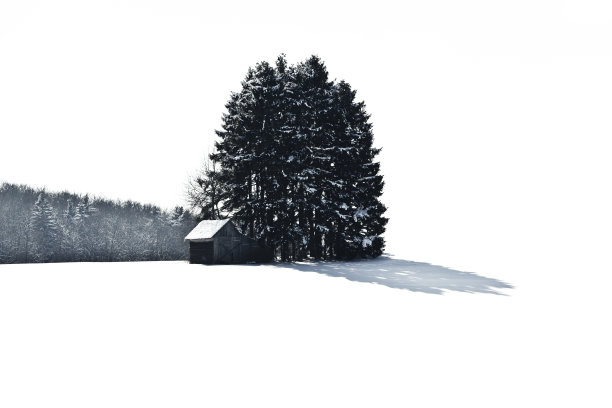 冬天的树图片下载