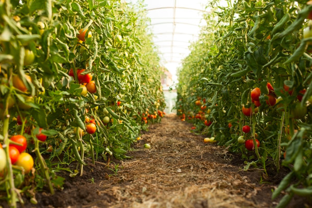 温室番茄种植图片下载