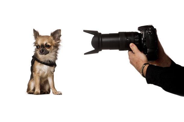 拍摄的吉娃娃图片下载