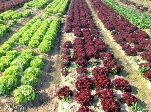 绿红莴苣图片下载