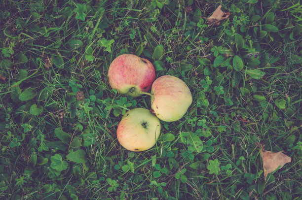 草地上的三个苹果图片下载
