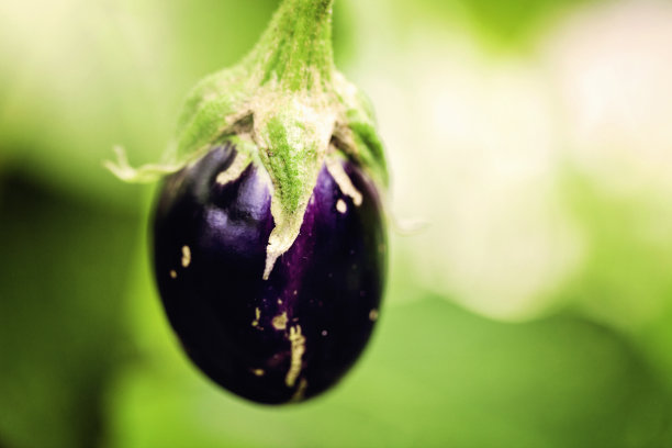 新鲜有机栽培茄子图片下载