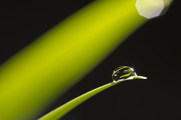 带雨滴的叶子图片下载