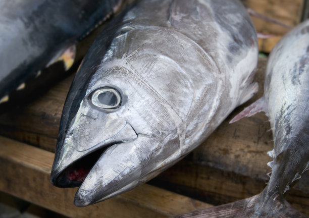 金枪鱼素材图片