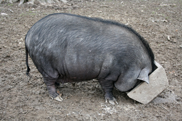 大肚猪图片下载