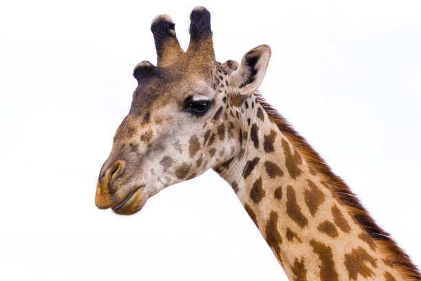 长颈鹿，孤立在白色图片下载