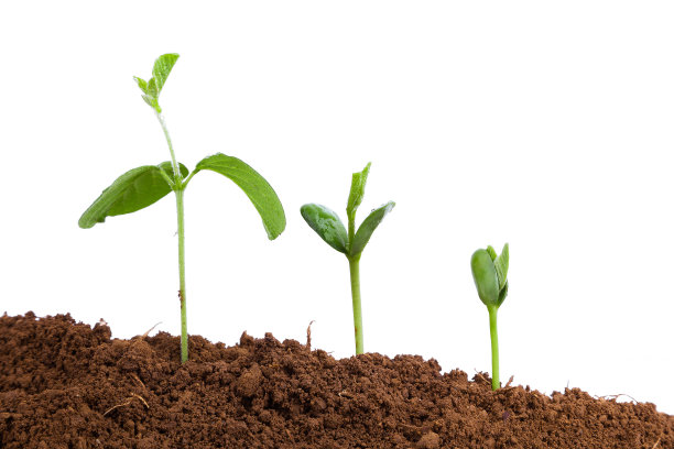 土壤中的植物序列:在白色背景上分离的绿豆图片下载