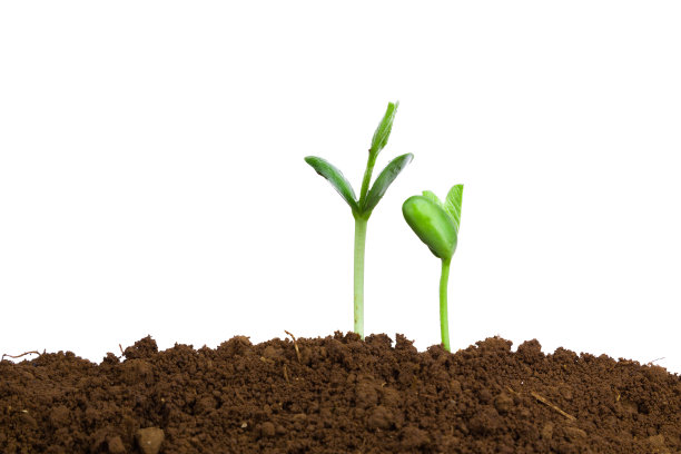 新的生命在春天里生长:爱和关怀图片下载