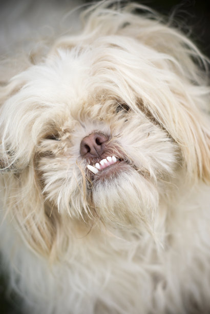 很丑陋的图片下载