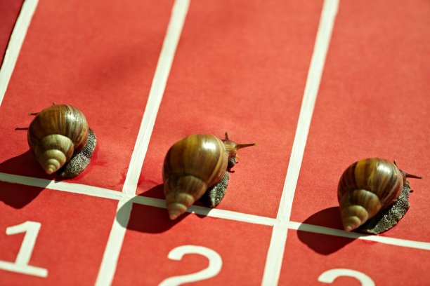 竞争的蜗牛图片下载