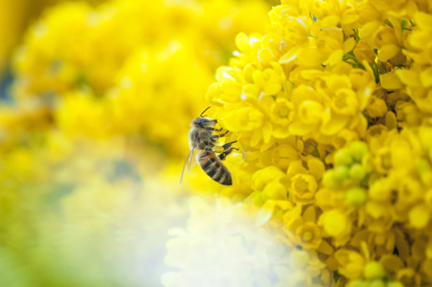 一只野蜜蜂被放在一朵黄花上图片下载