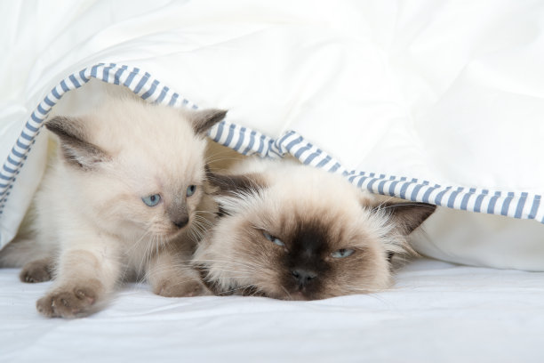 时间玩图片下载