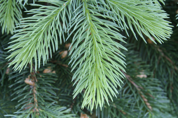 松树特写图片下载