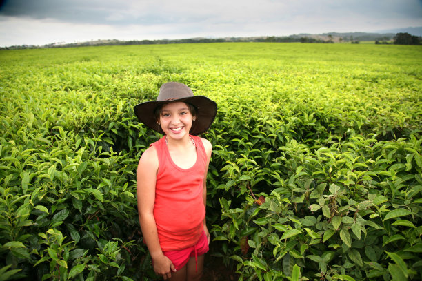 茶园里的小女孩图片下载