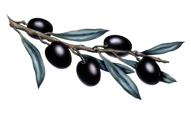 橄榄枝图片下载