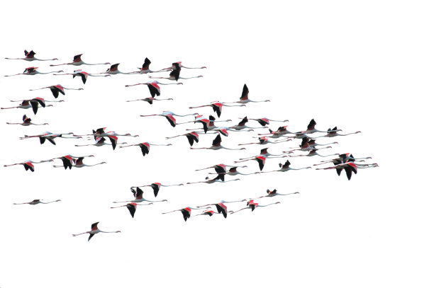 火烈鸟孤立在白色上图片下载