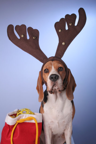 圣诞节装扮图片素材ID：144921724