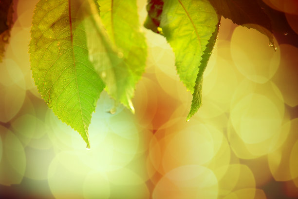 新鲜绿叶的特写素材图片