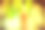 新鲜绿叶的特写素材图片