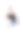 手持手提电脑的男子宠物狗波美拉尼亚的图片下载