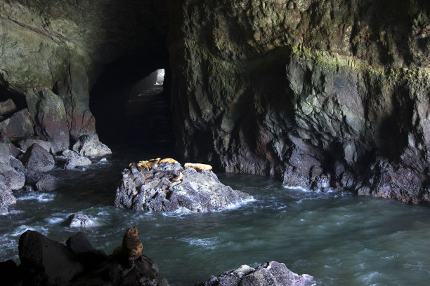 海狮在一个大洞穴的岩石上休息图片下载