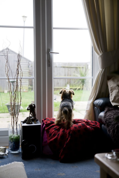 约克郡犬图片下载