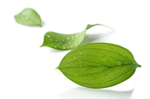 树叶图片素材ID：144938710