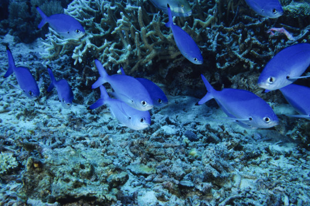 蓝色学校素材图片