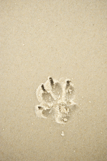 单狗爪印在纹理湿沙子图片下载