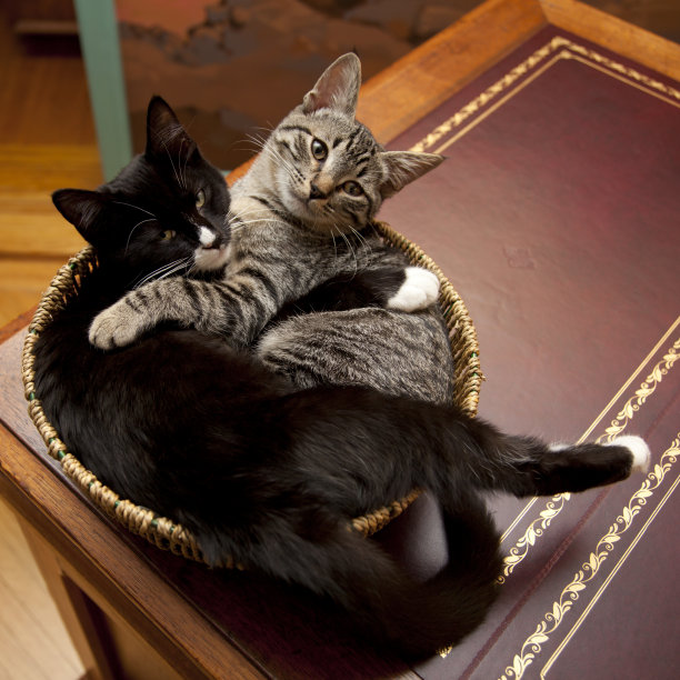 妹妹小猫图片下载