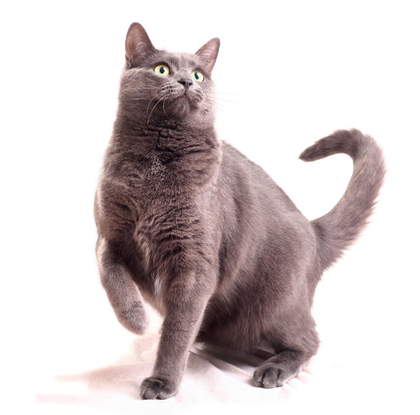 活泼可爱的猫图片下载