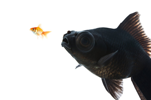 大的和小的图片下载