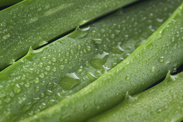 芦荟的背景图片下载