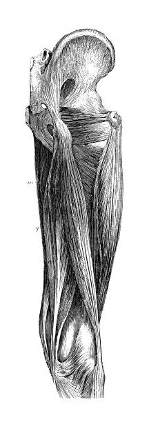 19世纪人类腿部肌肉的雕刻图片下载