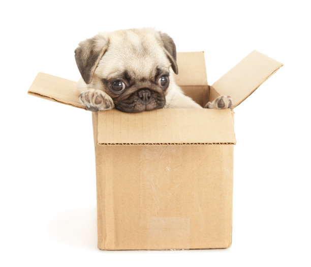 纸板箱里的哈巴狗狗(移动的时间!)图片下载