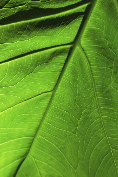 象耳芋叶抽象全框颜色背景图片下载