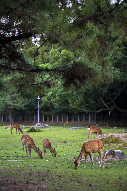 鹿图片下载