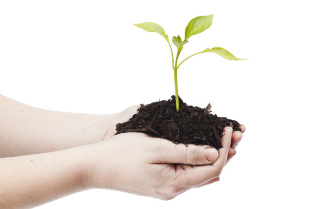 保持苗图片下载