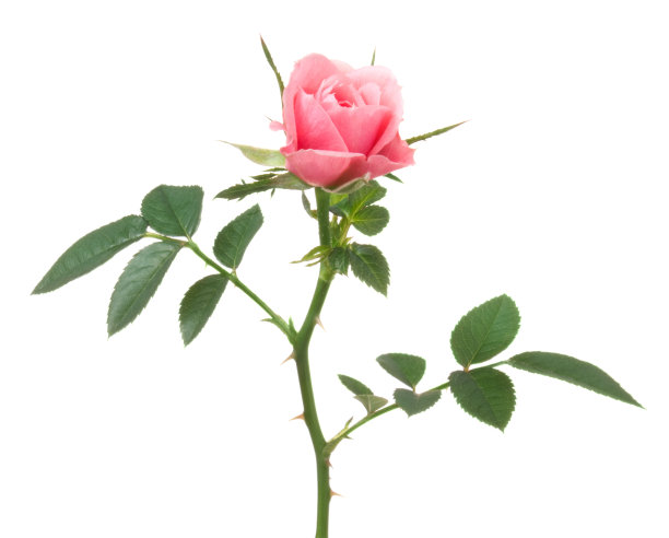 玫瑰。图片下载