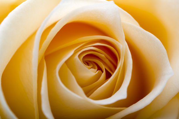 黄玫瑰宏图片下载