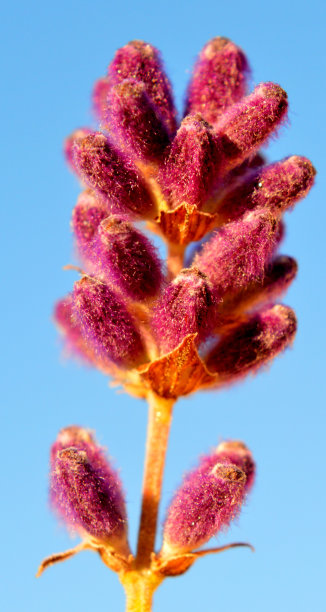 薰衣草图片下载